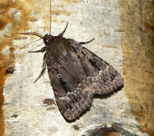 piramide vlinder.jpg - Piramidevlinder - Amphipyra pyramidea